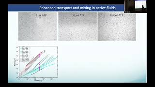 Dr Zvonimir Dogic (USCB) Sculpting Structure, Mechanics, and Dynamics of Soft Matter screenshot 5
