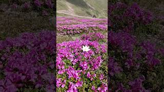 Vârful cu Dor, munții Bucegi 🌺🌺