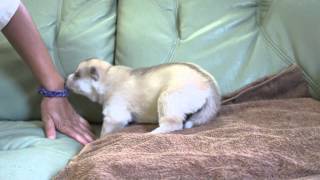 シベリアンハスキーの子犬2015年8月29日生　レッドのメス②　静岡県浜松市のブリーダー2015.09.14