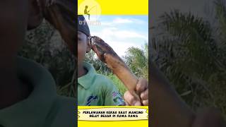 LUARBIASA!!! Anak Ini Berhasil Mancing Belut Babon Besar #shorts #short #shortvideo #viral #youtube