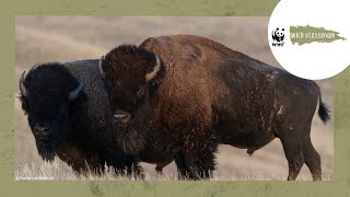All About Plains Bison by WWF Wild Classroom 1,729 views 3 months ago 4 minutes, 24 seconds