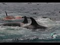 Incredible photos show the killing of a blue whale by a pod of orcas, documenting for the first time the largest animal on the planet being hunted