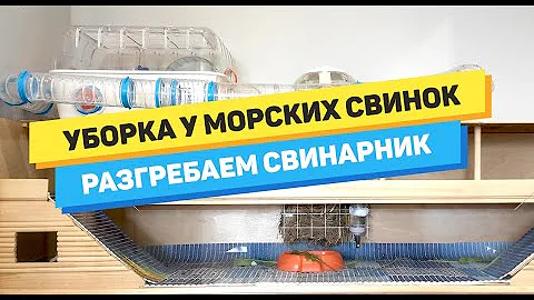 Уборка у МОРСКИХ СВИНОК / КАК ЧАСТО УБИРАТЬ / ВСЁ О ПРАВИЛЬНОМ НАПОЛНИТЕЛЕ