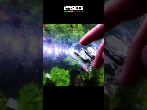 Что такое бактериальная плёнка и откуда она берётся?