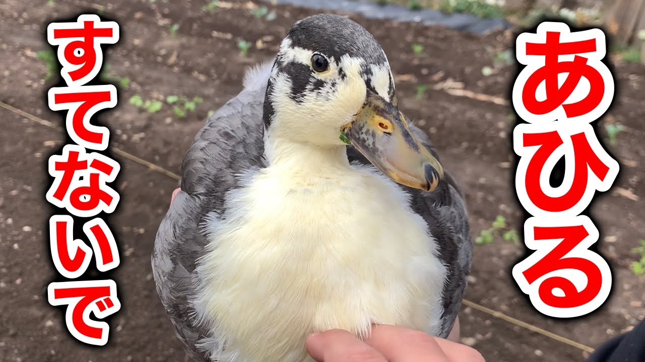 コールダック飼う前に見てほしい！アヒル室内飼育のリアル
