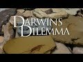 Darwins Dilemma  - German