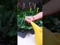 Maranta leuconeura kerchoveana fertilization shorts beautiful plants reels viral foryou