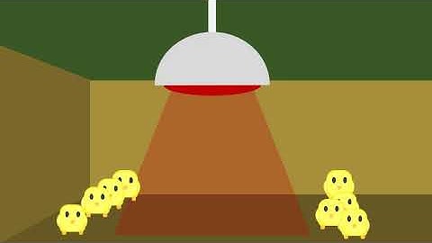 Intro to Hatching Part 4/4: After Hatch