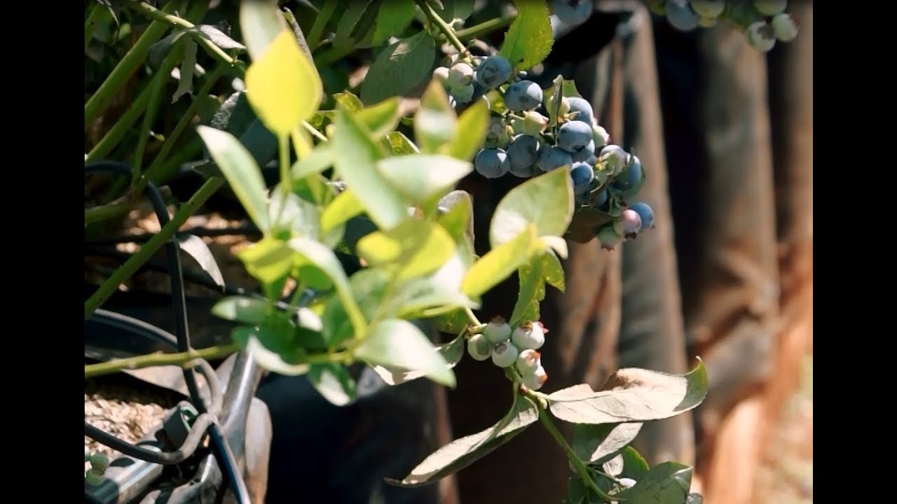 Professor quer incentivar produção de mirtilo no Brasil