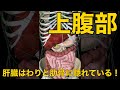 【上腹部】肝臓はわりと肋骨に隠れている!