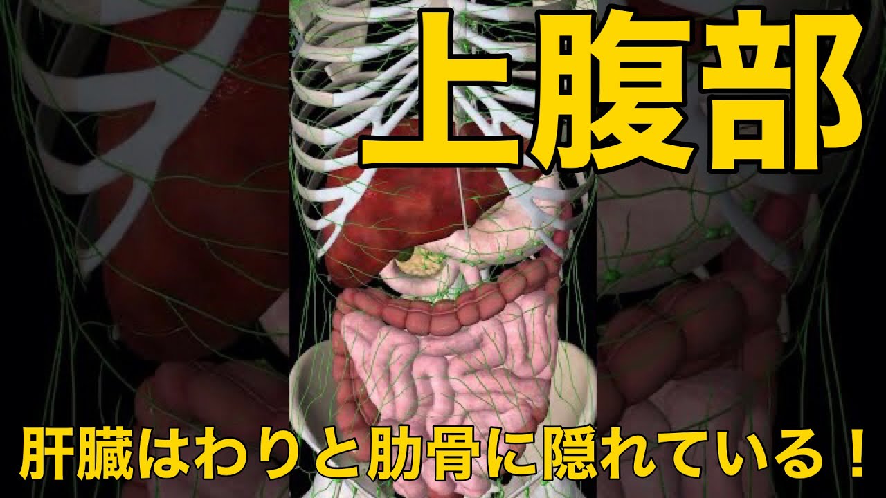 【上腹部】肝臓はわりと肋骨に隠れている！
