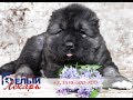 Белый Лекарь | Щенки кавказской овчарки | Помет "Р"