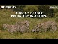 Watch africas wildlife fight for survival in wild africa in pandemic times