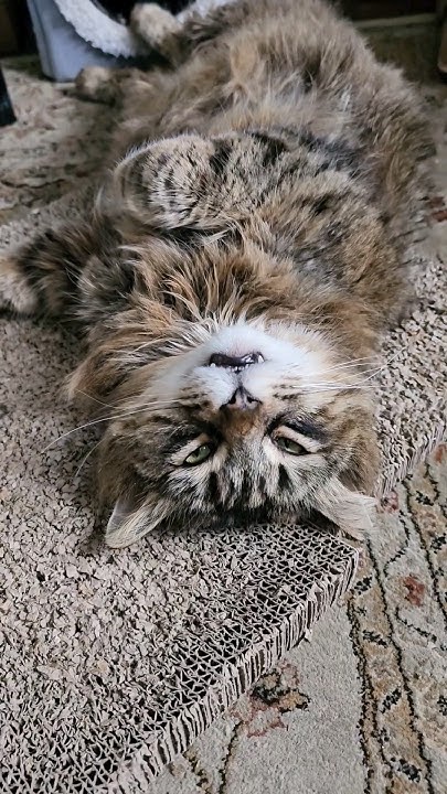 gabapentin for cats vet visit
