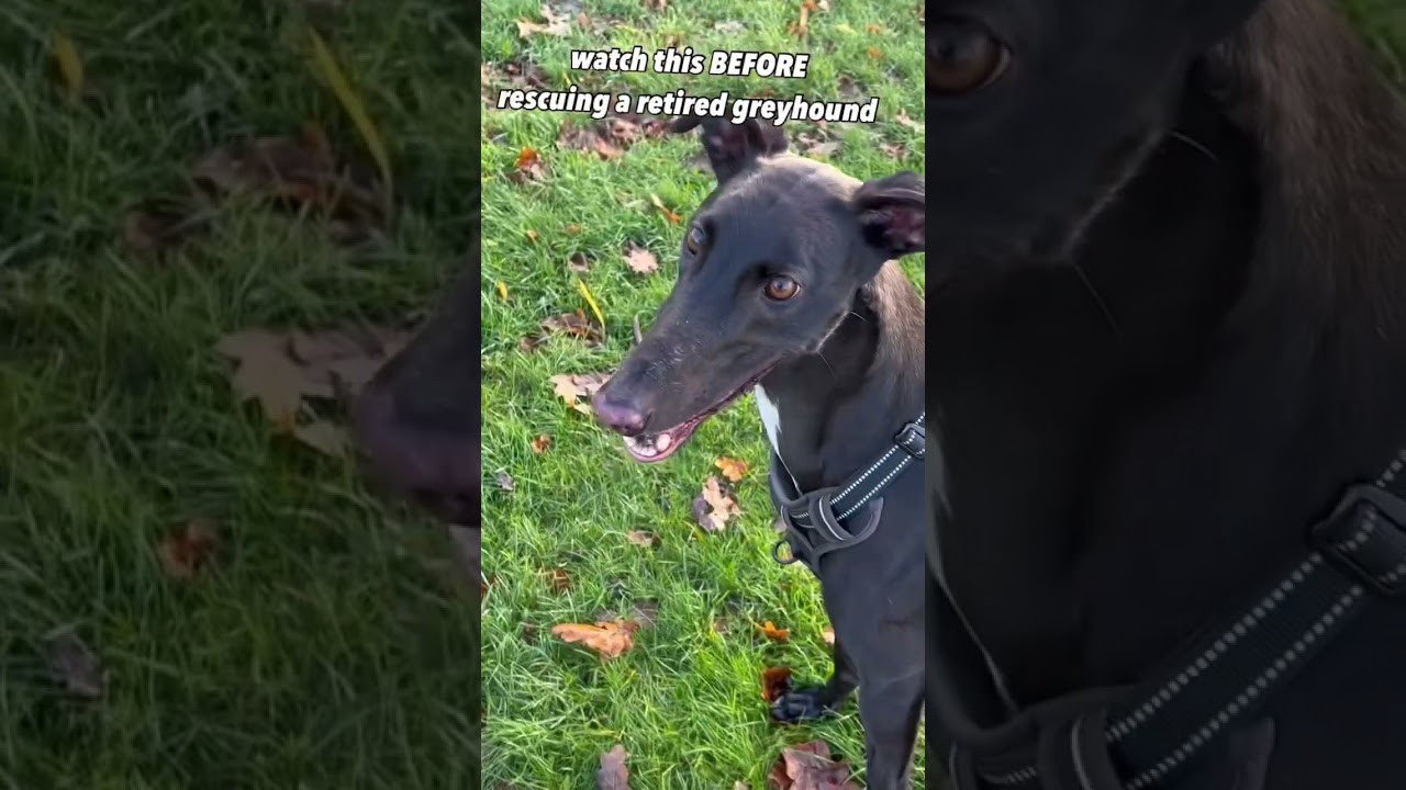watch this BEFORE rescuing a retired greyhound 