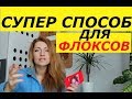 ОДНОЛЕТНИЕ ФЛОКСЫ, ЛЕГКИЙ СПОСОБ ПОСАДКИ, ОТЛИЧНЫЙ РЕЗУЛЬТАТ !