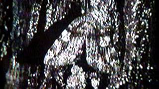 Movie.wmv...Sugaring For Catocala Milwaukee