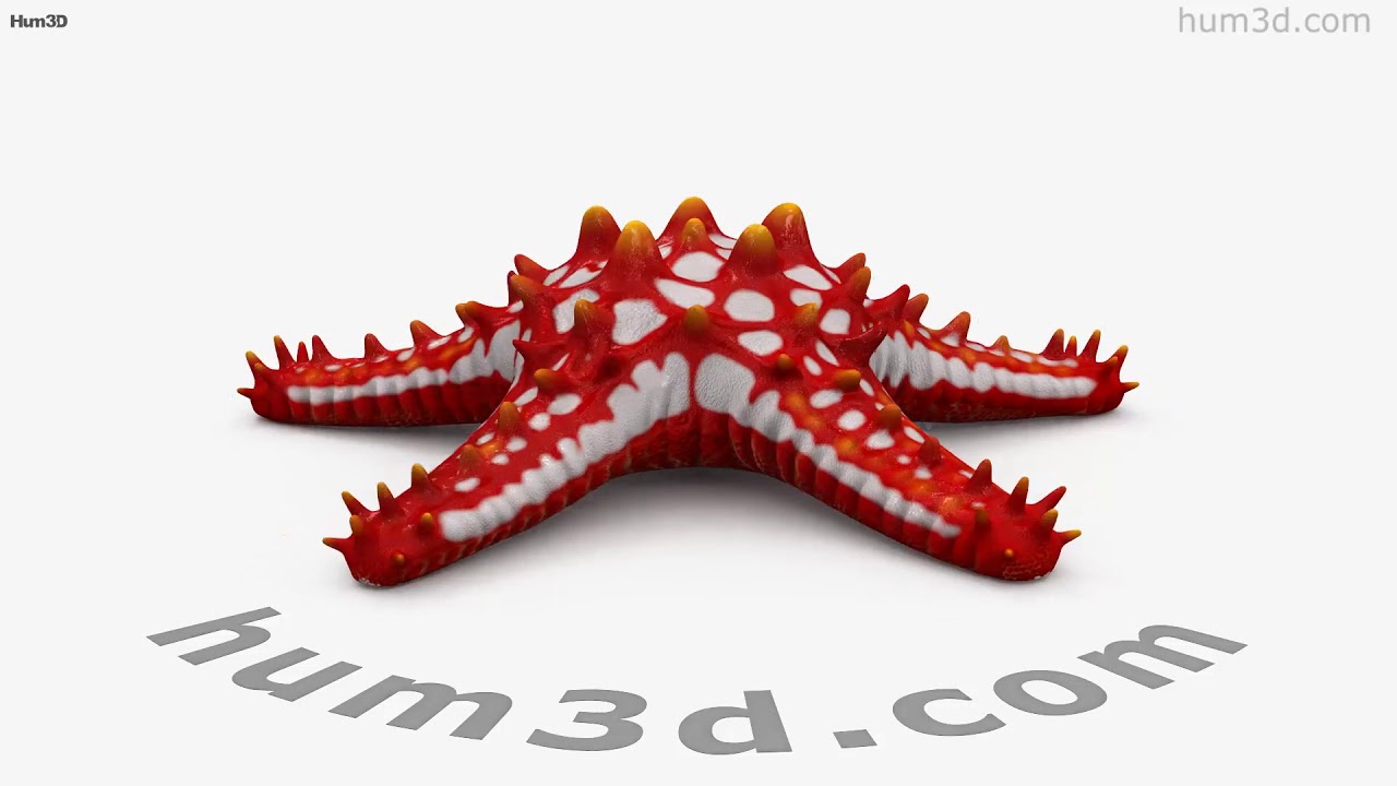 Starfish NEW (Apeirophobia) - Download Free 3D model by cthulhu903  (@cthulhu903) [1d153ec]