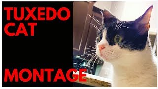 Tuxedo Cat Montage - Cat Compilation Video NONSENSE CAT CLIPS (2019) by Muziq The Cat 207 views 5 years ago 2 minutes, 10 seconds