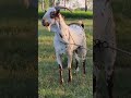 Super Top Quality Barbara Breeder 🐐👑😄 #goatfarmingindia #barbarabreeder #barbarifarm #viralvideos
