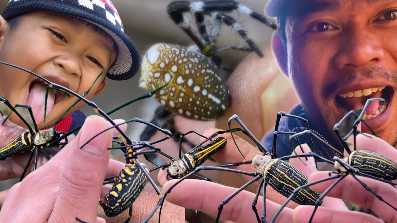 Fawwaz Hunts and Catches Giant Golden Spiders and Strawberry Spider Around His House