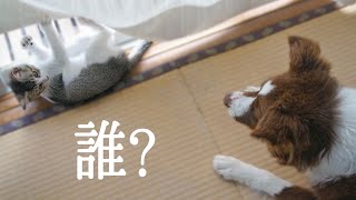 【出会い】子猫がやってきた！小さな生き物にたじたじな中型犬/Border Collie Puppy & kitten by ゆに&メッシ.DOG&CAT 445 views 2 years ago 3 minutes, 10 seconds