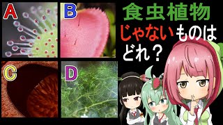 【格付けチェック!】分かれば一流食虫植物マニア!? 食虫植物格付けチェック！【食虫植物TV】