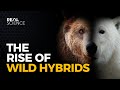 Why Hybrid Animals May Take Over the North