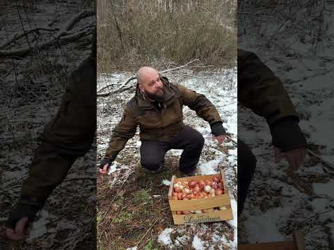 Лук универсальное средство для выживания