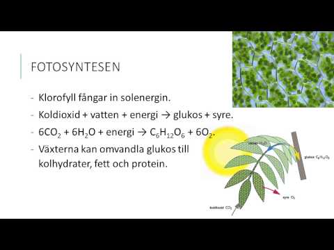 Video: Vilka organismer är kapabla till fotosyntesquizlet?