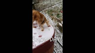 Dogs Playing In Snow