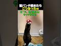 窓掃除を猫に任せた結果w