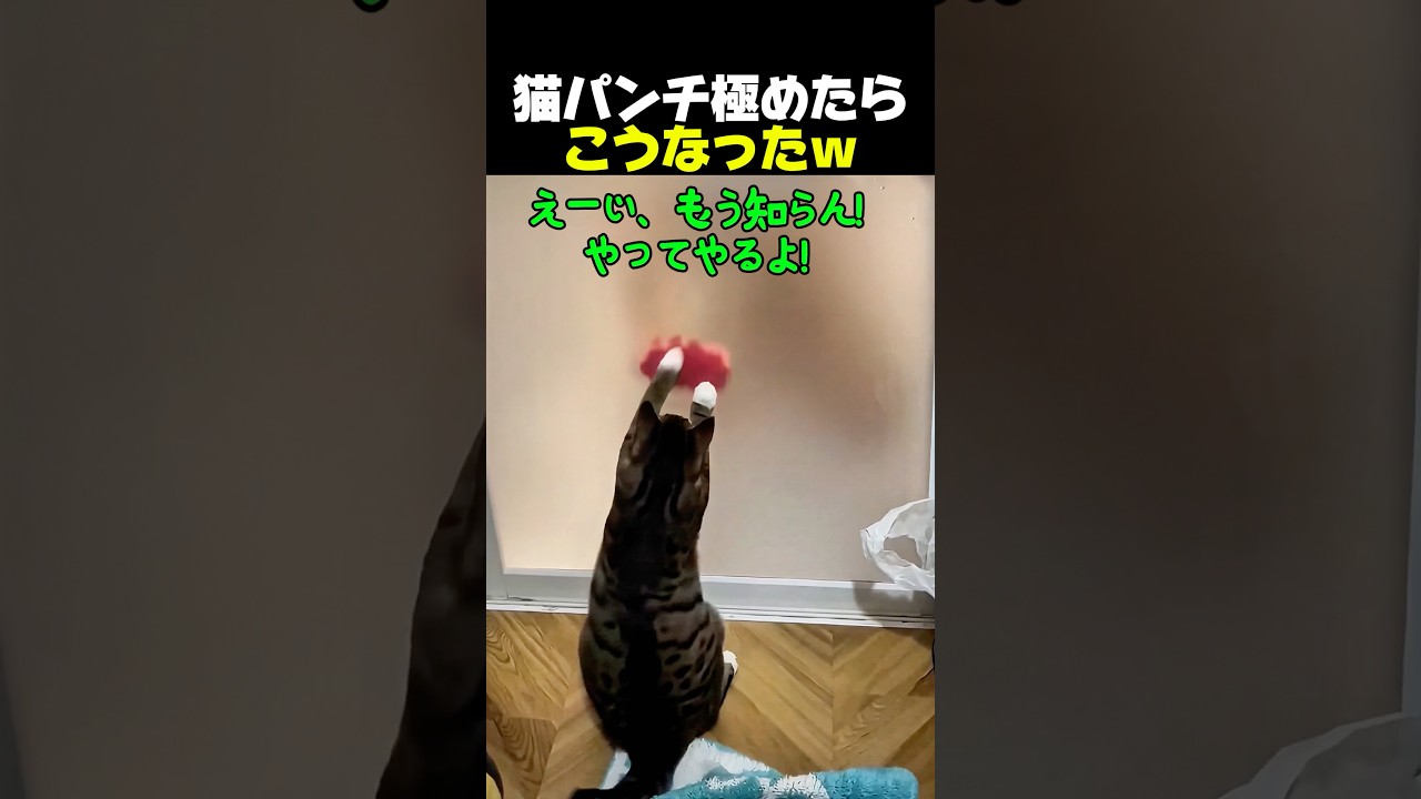 窓掃除を猫に任せた結果w
