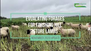 Evaluating forages for finishing hill store lambs