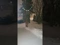 Snow ❄ 🏔 Storm