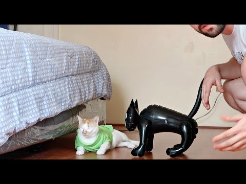 pranking-my-cats-with-a-"fake-cat"-hilarious-reactions!-😂