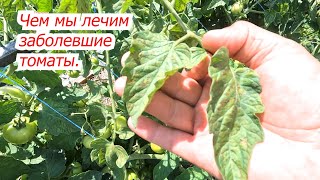 Have you seen this on tomatoes? Process it urgently! Saving tomatoes in the garden.