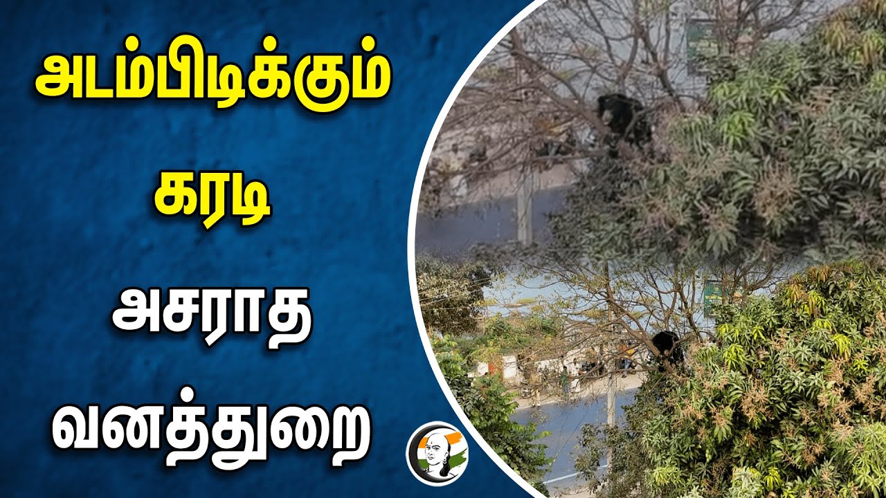 ⁣அடம்பிடிக்கும் கரடி அசராத வனத்துறை | Forest service | Viral bear video