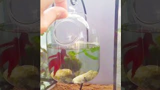 Teaching your betta fish... HOW TO JUMP OUT ☠(TIkTok) | Fish Tank Review 121