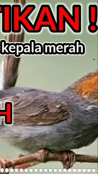 pikat prenjak kepala merah dapatkan durasi lebih panjang