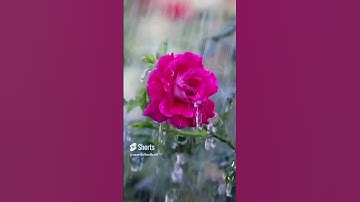 ربنآ إننا سمعنا مناديا ينادي للايمان أن آذمنو بربكم فآمنا تلاوة خاشعة شالشيخ ماهر المعيقلي
