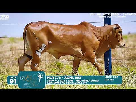 LOTE 91   MLR 378  AQML 882