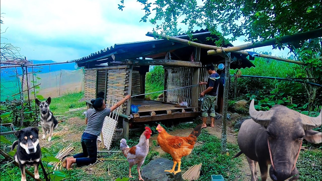 Full video 200 days building a new life | build bamboo houses, raise