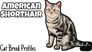 American Shorthair Cat Breed Profiles
