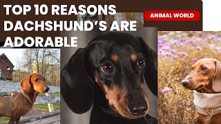 Top 10 Reasons: The Adorability of Dachshunds Unleashed!