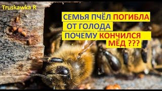 #пчёлы. семья осталась без корма посреди зимы. Пчёлы обсыпались. Причина голода пока не найдена...