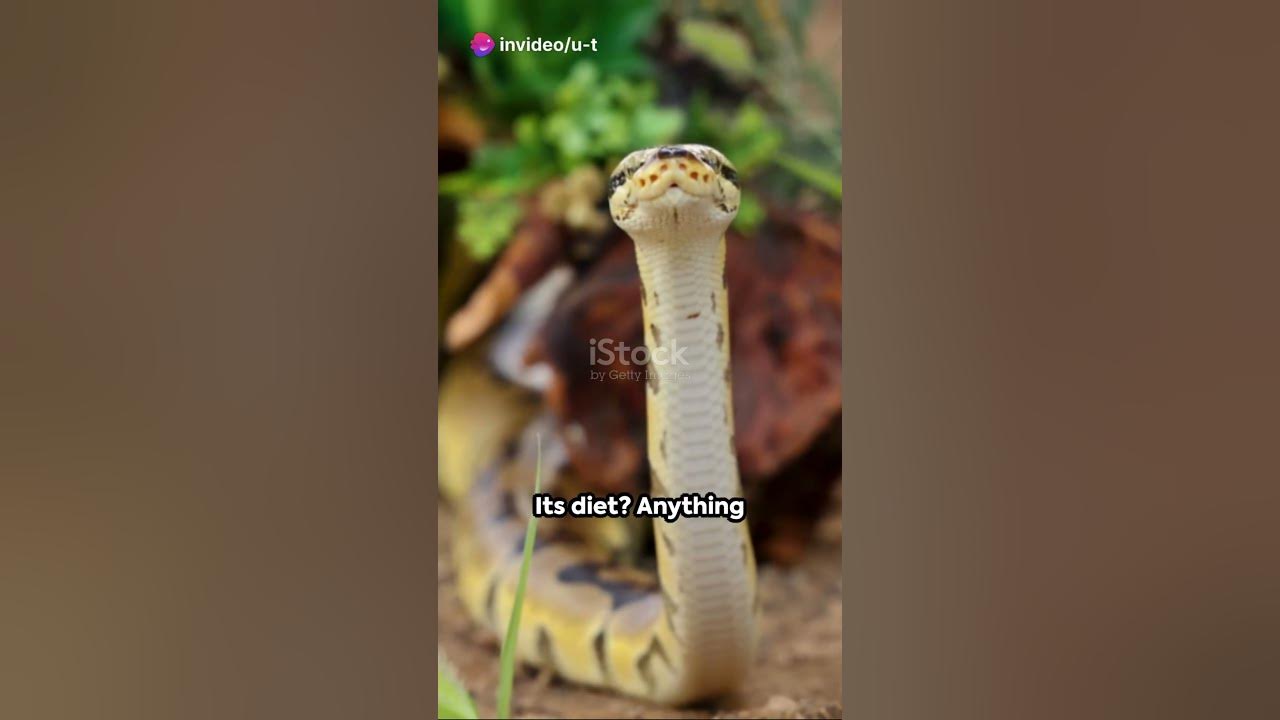 the-longest-snake-on-earth-youtube