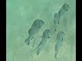 Low Isles - GBR - May 2026