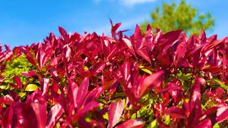 🍃 Relaxing Red Leaves in a Gentle Breeze for Mindfulness and Stress Relief (15 Min) screenshot 3