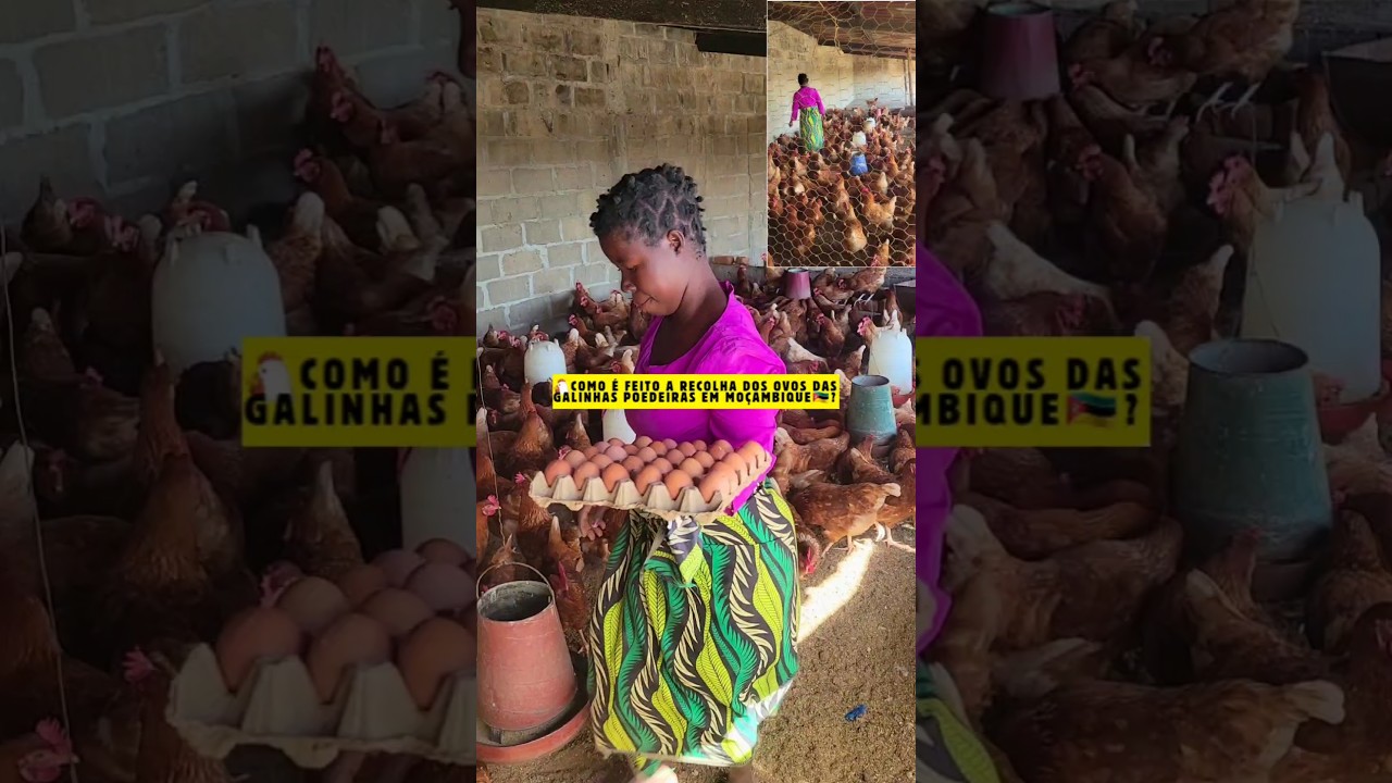 🐔COMO RECOLHER OVOS DA GALINHA POEDEIRA EM MOÇAMBIQUE?🇲🇿 #moçambique #brasil #ovos #avicultura